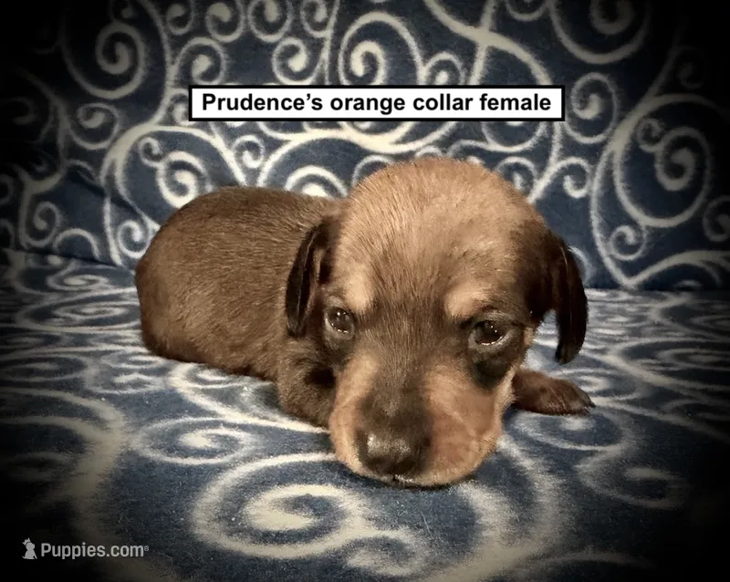 AKC Prudence's Orange Collar Female – Dachshund puppy for sale in Smithville, MS