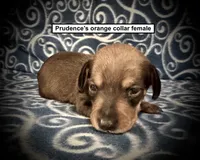 AKC Prudence's Orange Collar Female, a female Dachshund for sale in Smithville, MS – 1 of 1