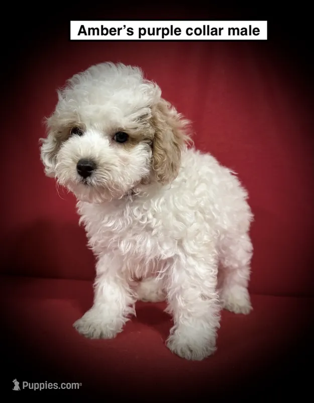 AKC Amber's Purple Col Male