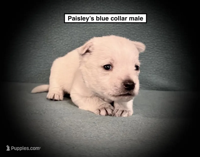 AKC Paisley's Blue Col Male