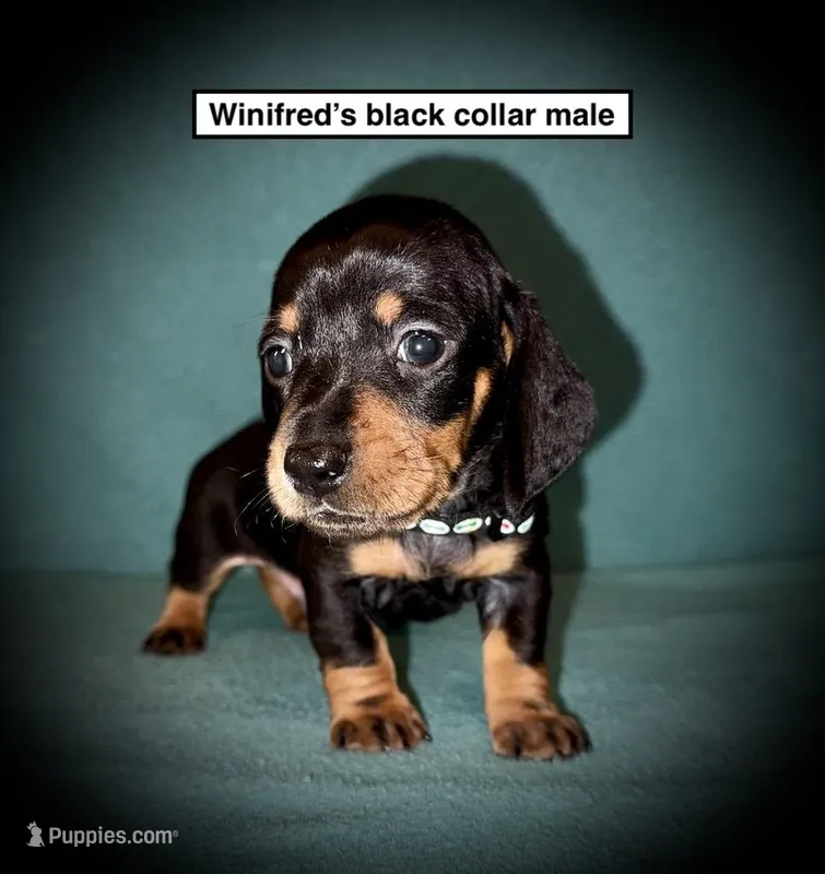 AKC Winifred's Black Col Male