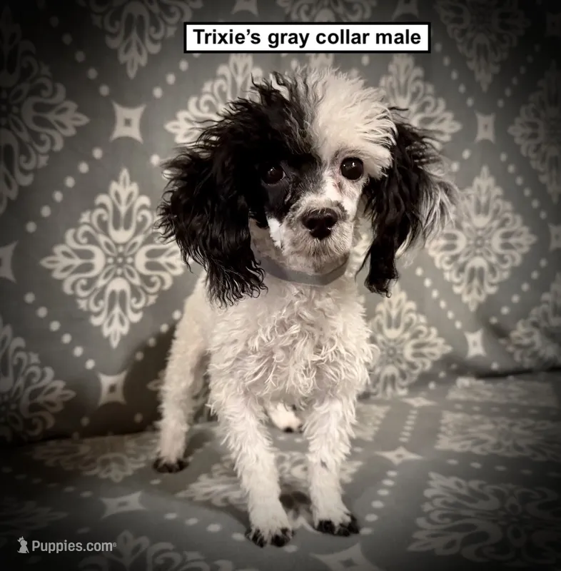 AKC Trixie's Gray Collar Male – Poodle - Toy  puppy for sale in Smithville, MS