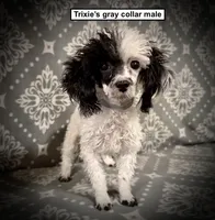 AKC Trixie's Gray Collar Male, a male Poodle - Toy  for sale in Smithville, MS – 1 of 1