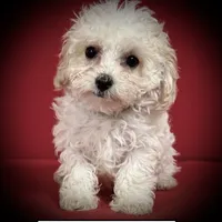 AKC Amber's Green Col Male, a male Poodle - Toy  for sale in Smithville, MS – 1 of 1