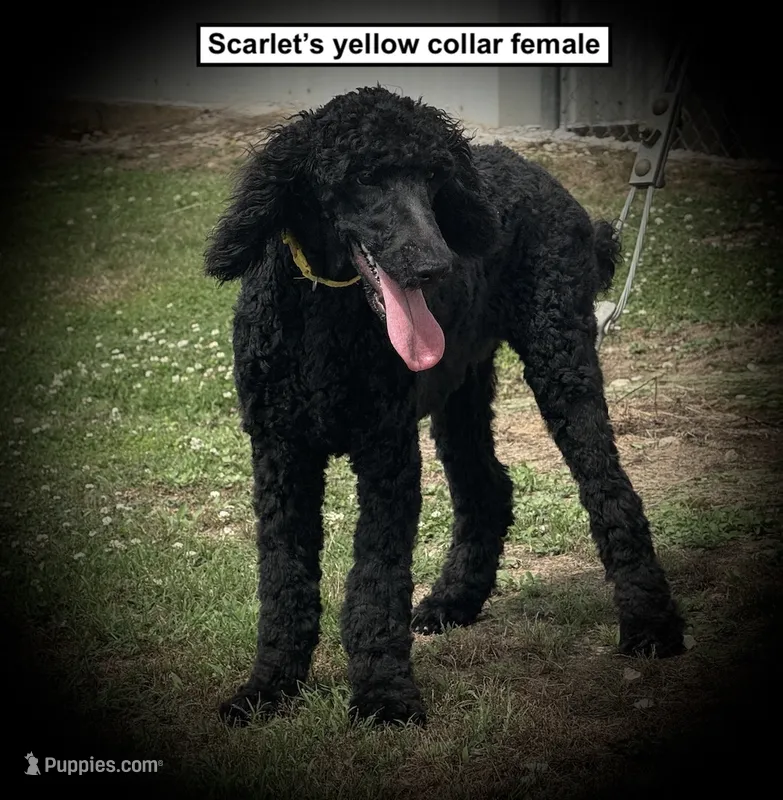 AKC Scarlet's Yellow C Female – Poodle - Standard  puppy for sale in Smithville, MS