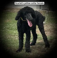 AKC Scarlet's Yellow C Female, a female Poodle - Standard  for sale in Smithville, MS – 1 of 1