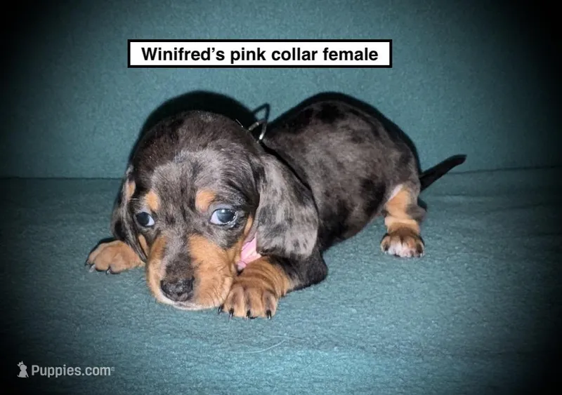 AKC Winifred's Pink Col Female