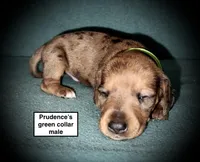 AKC Prudence's Green Col Male, a male Dachshund for sale in Smithville, MS – 1 of 1