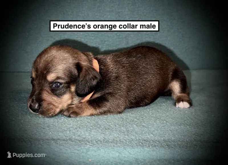 AKC Prudence's Orange Col Male