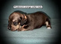 AKC Prudence's Orange Col Male, a male Dachshund for sale in Smithville, MS – 1 of 1