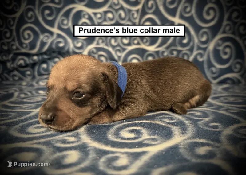 AKC Prudence's Blue Collar Male – Dachshund puppy for sale in Smithville, MS