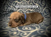 AKC Prudence's Blue Collar Male, a male Dachshund for sale in Smithville, MS – 1 of 1