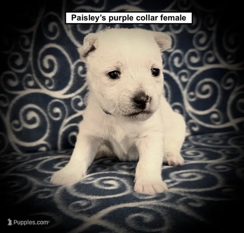 AKC Paisley's Purple Collar Female – West Highland White Terrier puppy for sale in Smithville, MS