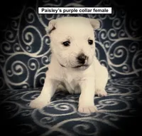 AKC Paisley's Purple Collar Female, a female West Highland White Terrier for sale in Smithville, MS – 1 of 1