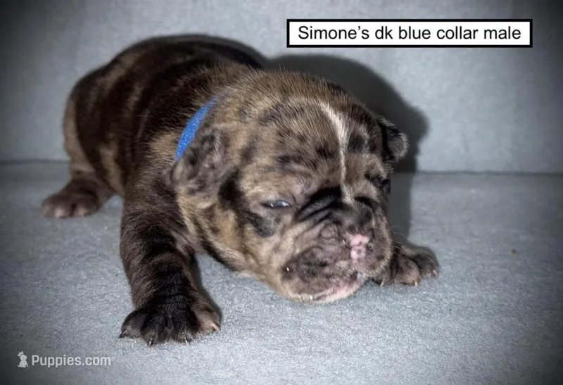 AKC Simone's Dk. Blue Col Male – French Bulldog puppy for sale in Smithville, MS