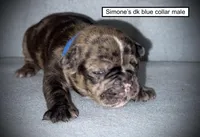 AKC Simone's Dk. Blue Col Male, a male French Bulldog for sale in Smithville, MS – 1 of 1
