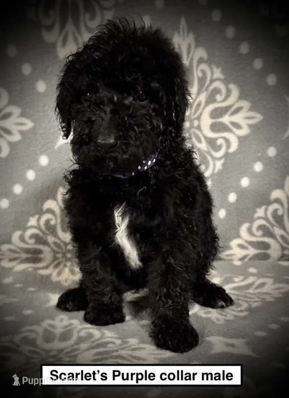 AKC Scarlet's Purple C Male