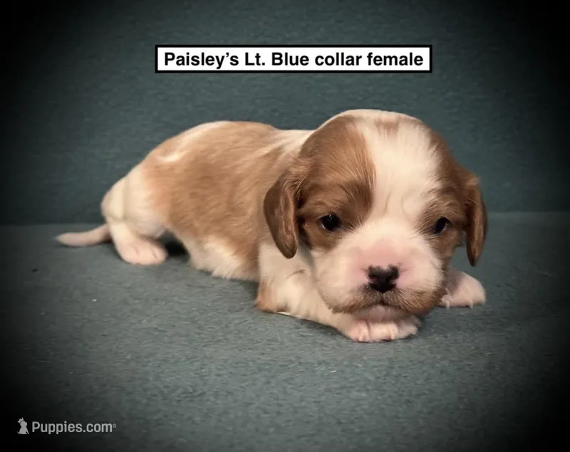 AKC Fancy's Lt. Blue Col Female – Cavalier King Charles Spaniel puppy for sale in Smithville, MS