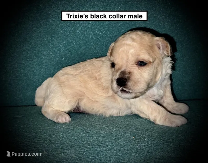 AKC Trixie's Black Col Male – Poodle - Toy  puppy for sale in Smithville, MS