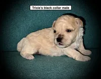 AKC Trixie's Black Col Male, a male Poodle - Toy  for sale in Smithville, MS – 1 of 1