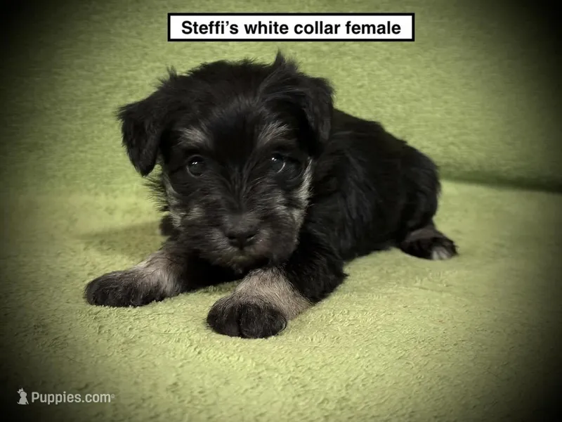 AKC Steffi's White Collar Female – Miniature Schnauzer puppy for sale in Smithville, MS