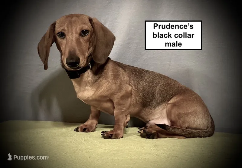 AKC Prudence's Black Col Male – Dachshund puppy for sale in Smithville, MS