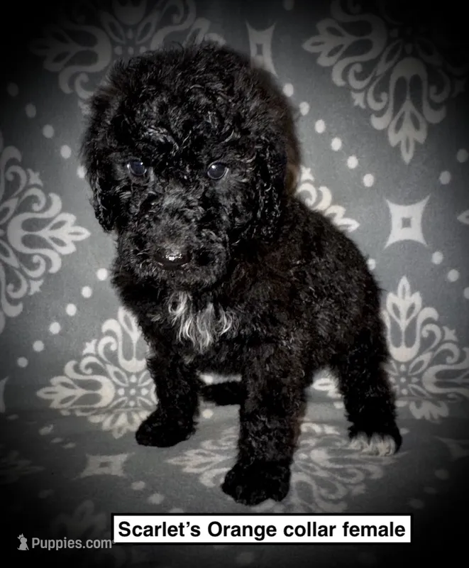 AKC Scarlet's Orange C Female