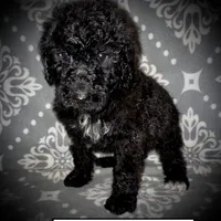 AKC Scarlet's Orange C Female, a female Poodle - Standard  for sale in Smithville, MS – 1 of 1