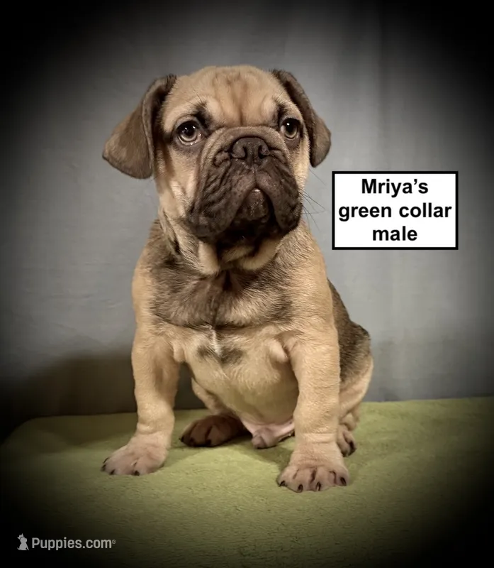 AKC Mriya's Green Collar Male – French Bulldog puppy for sale in Smithville, MS