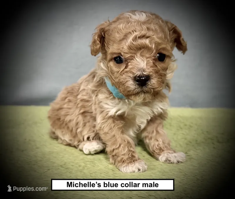 AKC Michelle's Blue Collar Male – Poodle - Toy  puppy for sale in Smithville, MS