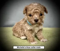 AKC Michelle's Blue Collar Male, a male Poodle - Toy  for sale in Smithville, MS – 1 of 1