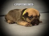 AKC Mriya's Green Collar Male, a male French Bulldog for sale in Smithville, MS – 1 of 1
