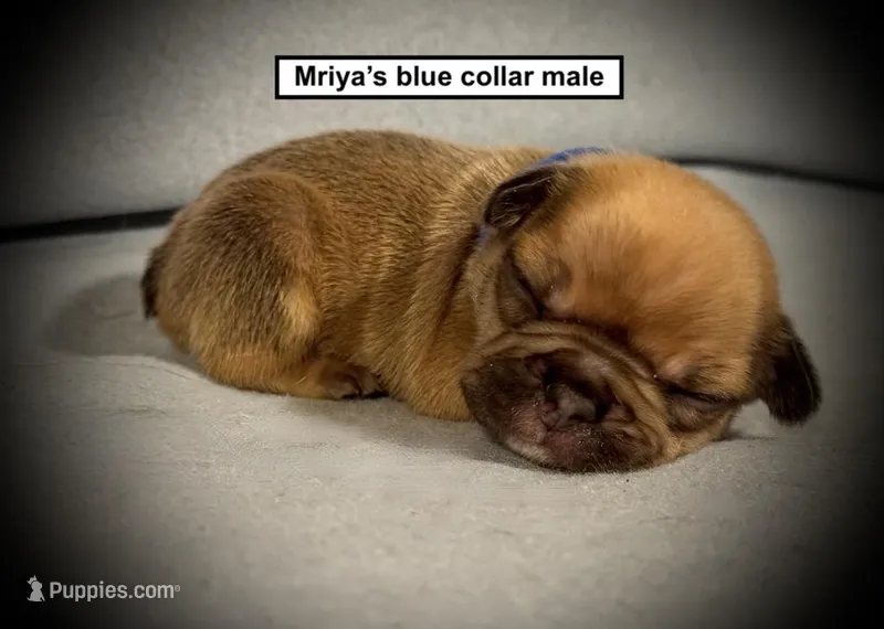 AKC Mriya's Blue Collar Male – French Bulldog puppy for sale in Smithville, MS