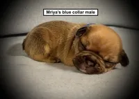 AKC Mriya's Blue Collar Male, a male French Bulldog for sale in Smithville, MS – 1 of 1