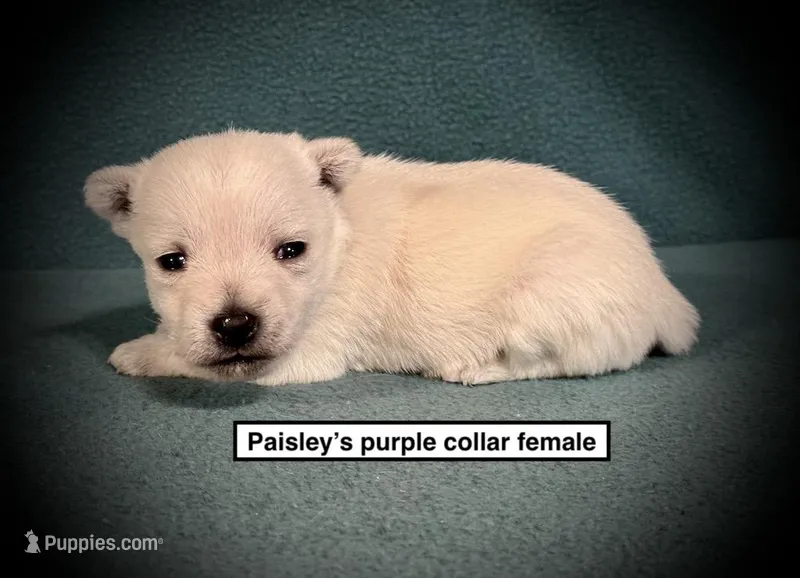 AKC Paisley's Purple Col Female