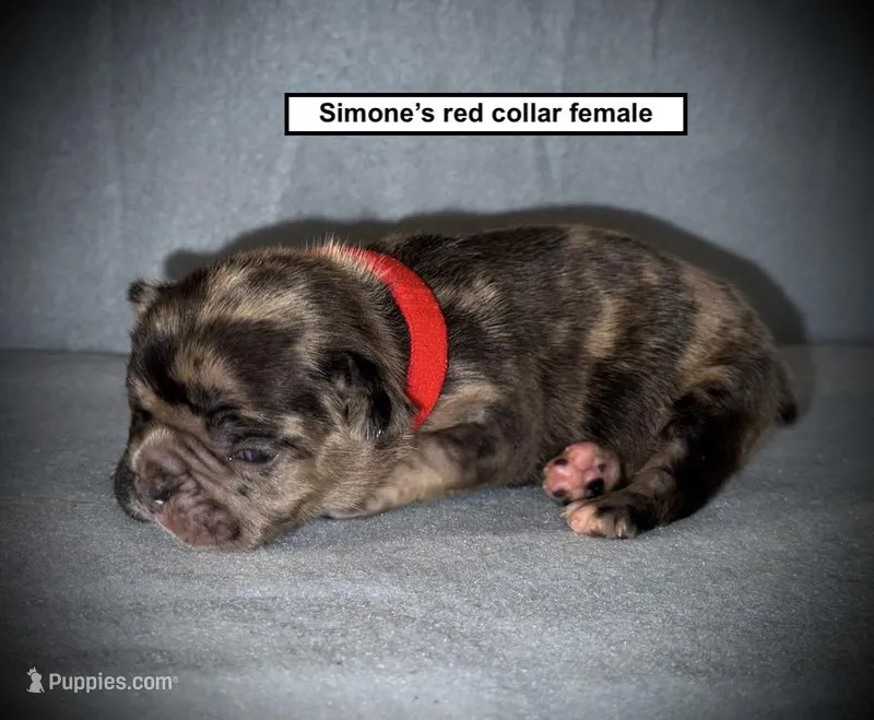 AKC Simone's Red Collar Female – French Bulldog puppy for sale in Smithville, MS