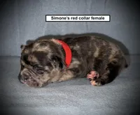 AKC Simone's Red Collar Female, a female French Bulldog for sale in Smithville, MS – 1 of 1