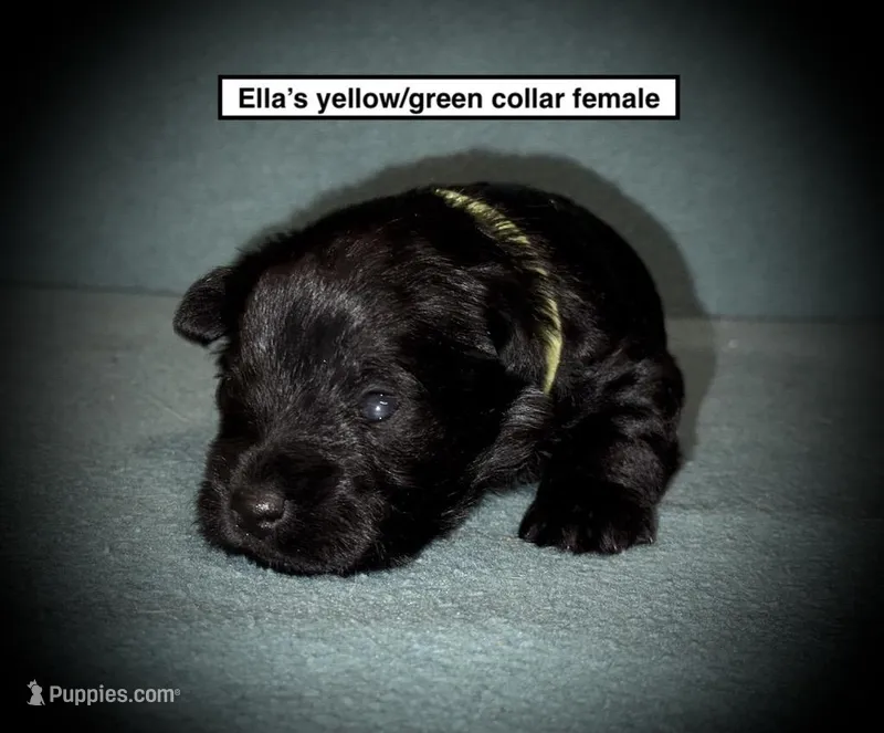 AKC Ella's Yellow/Green Col Female – Miniature Schnauzer puppy for sale in Smithville, MS