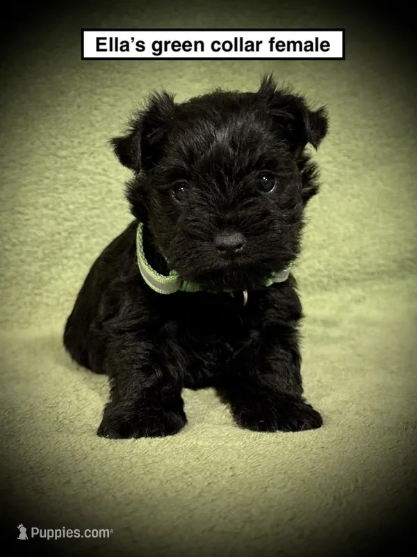AKC Ella's Green Col Female – Miniature Schnauzer puppy for sale in Smithville, MS