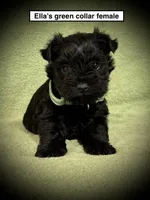 AKC Ella's Green Col Female, a female Miniature Schnauzer for sale in Smithville, MS – 1 of 1