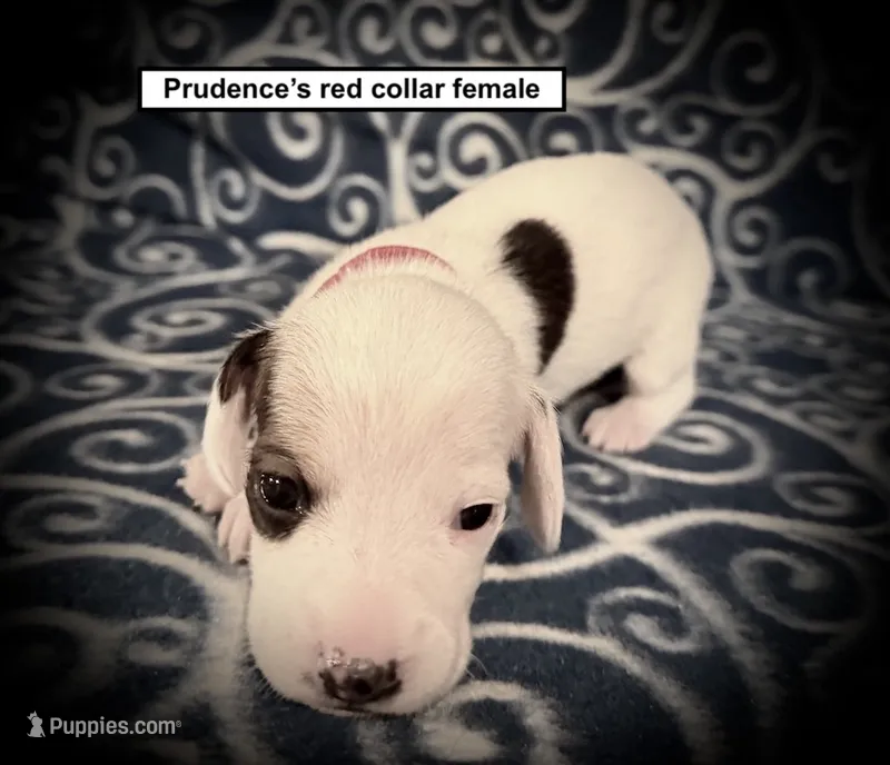 AKC Prudence's Red Collar Female – Dachshund puppy for sale in Smithville, MS
