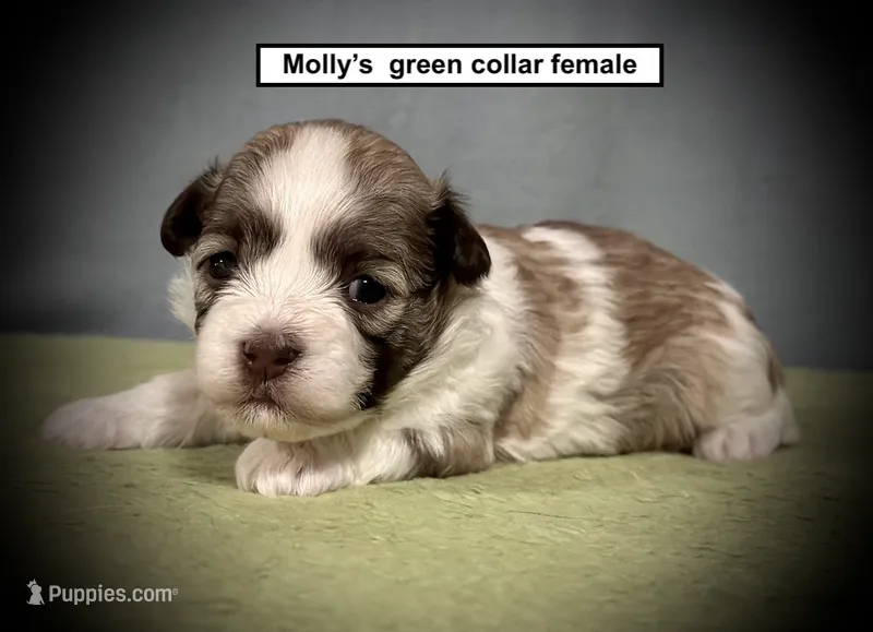 AKC Molly's Green Collar Female – Havanese puppy for sale in Smithville, MS