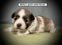 AKC Molly's Green Collar Female, a female Havanese for sale in Smithville, MS – 1 of 1