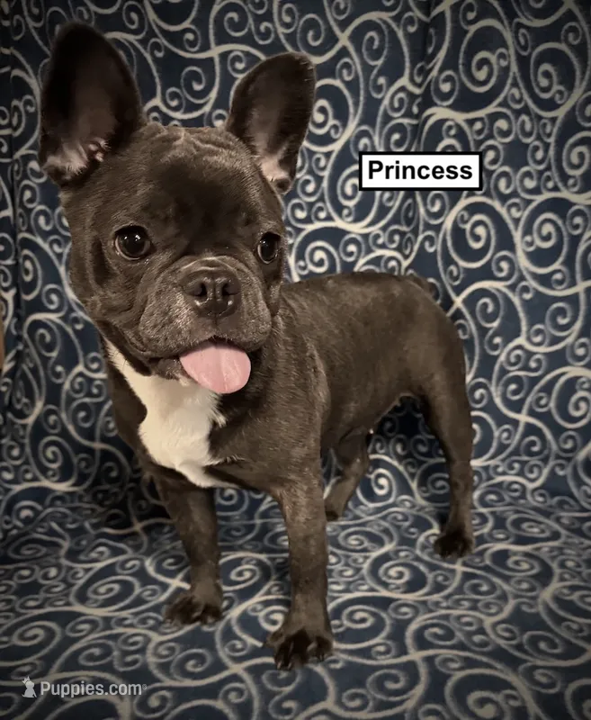 AKC Simone's Princess Female – French Bulldog puppy for sale in Smithville, MS