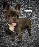 AKC Simone's Princess Female, a female French Bulldog for sale in Smithville, MS – 1 of 1