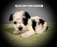 AKC Michelle's Green Collar Female, a female Poodle - Toy  for sale in Smithville, MS – 1 of 1