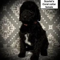 AKC Scarlet's Coral C Female, a female Poodle - Standard  for sale in Smithville, MS – 1 of 1