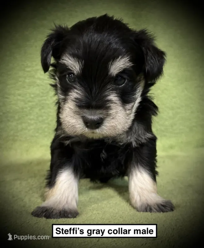 AKC Steffi's Gray Collar Male – Miniature Schnauzer puppy for sale in Smithville, MS
