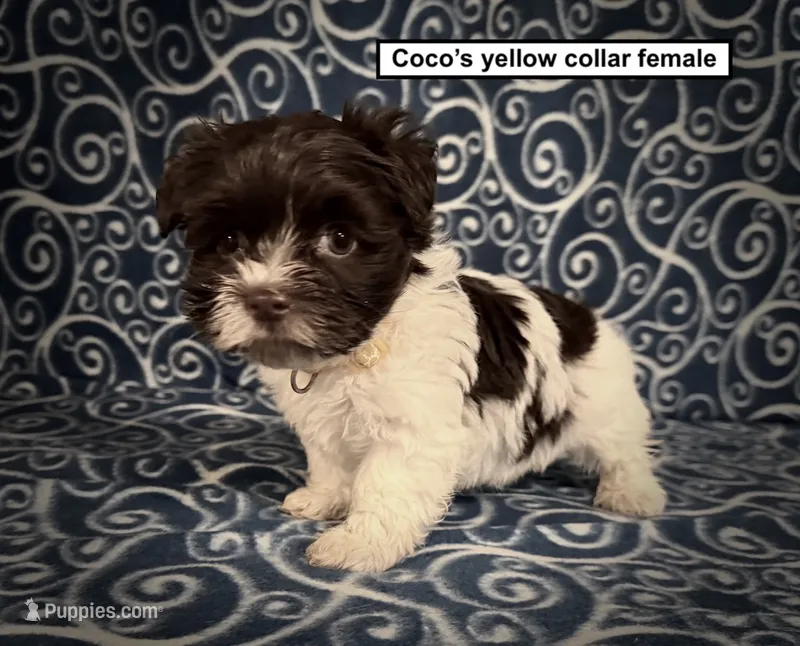 AKC Coco's Yellow Collar Female – Havanese puppy for sale in Smithville, MS