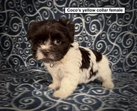 AKC Coco's Yellow Collar Female, a female Havanese for sale in Smithville, MS – 1 of 1